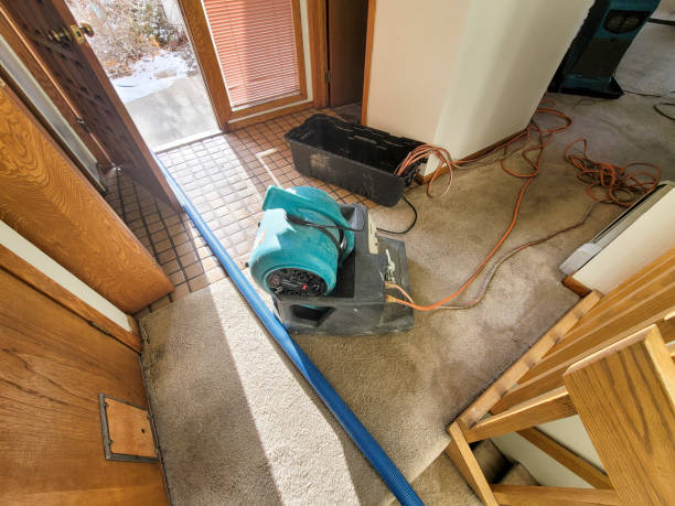 Best Mold removal after water damage  in Priest River, ID